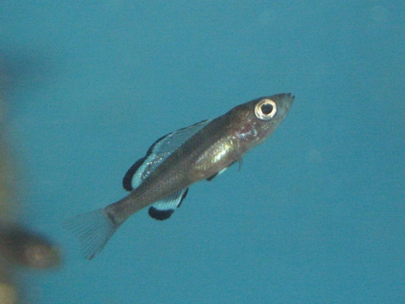 Paracyprichromis brieni 'Isanga Bay'